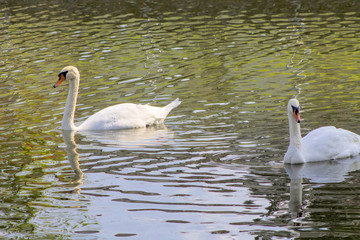 Fototapeta premium Swans swimming in a lake reservoir in park.