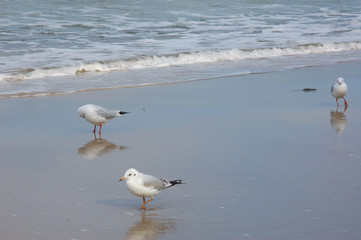 BalticSea10