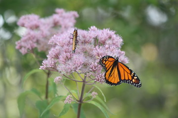 Monarch Butterfly's on pretty pink flower in a small park area. Kingston, Ontario.      

