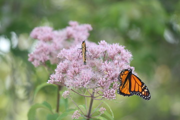 Monarch Butterfly's on pretty pink flower in a small park area. Kingston, Ontario.      

