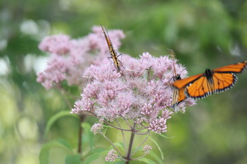 Monarch Butterfly's on pretty pink flower in a small park area. Kingston, Ontario.      

