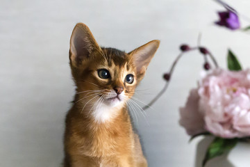 red cat with flower vase