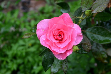 Rose. Nice flowers in the garden in midsummer, in a sunny day. Green landscape