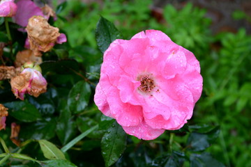 Rose. Nice flowers in the garden in midsummer, in a sunny day. Green landscape
