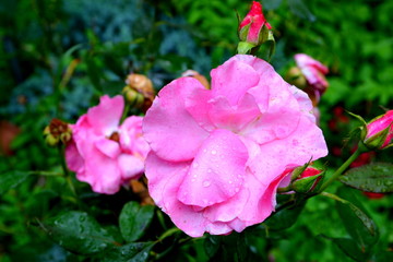 Rose. Nice flowers in the garden in midsummer, in a sunny day. Green landscape