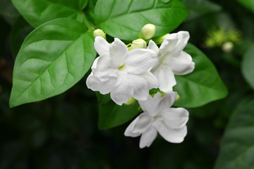 Obraz na płótnie Canvas jasmine tea flower, arabian jasmine, jasminum sambac