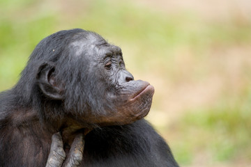 Scimmia primate Bonobo Pan Paniscus nella riserva in Repubblica Democratica del Congo