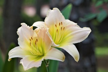Fototapeta na wymiar A pair of pretty pale pink daylily on the soft focus garden background, Summer in GA USA.