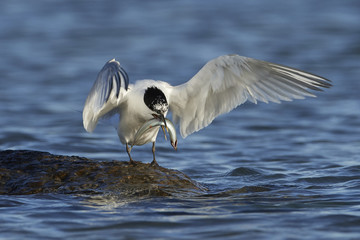 Sandwich tern (Thalasseus sandvicensis)
