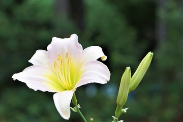 Pale pink daylily blooming and buds on the soft focus garden background with bokeh, Summer in GA USA.