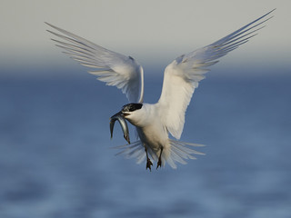 Sandwich tern (Thalasseus sandvicensis)