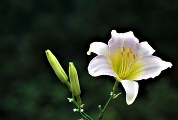 Pale pink daylily blooming and buds on the soft focus garden background with bokeh, Summer in GA USA.