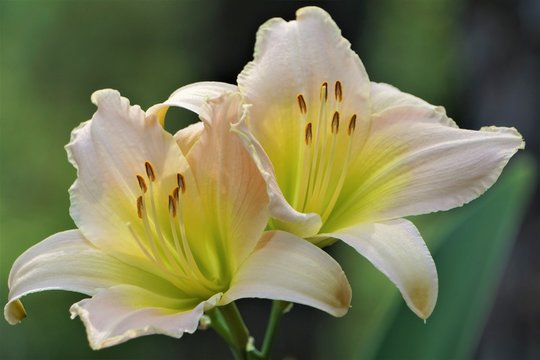 A pair of pretty pale pink daylily on the soft focus garden background, Summer in GA USA.