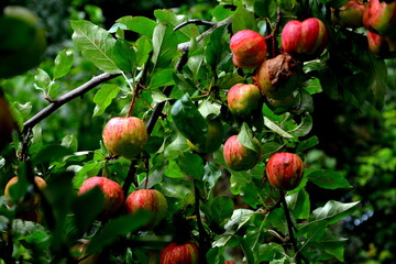 Fruit madness. Small apples in an apple tree in orchard, in early summer