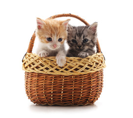 Two small kittens in the basket.