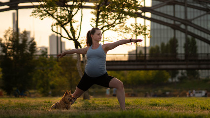 The concept of a healthy pregnancy and yoga. Young pregnant woman with a dog. A pregnant model that makes a prenatal warrior II, virrabhadrasana, two yoga postures