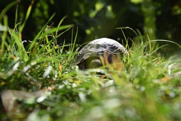 turtle in the grass