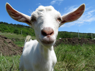 Obraz premium Portrait of beautiful white goat looking into camera. Cute goat grazing on a green meadow in countryside