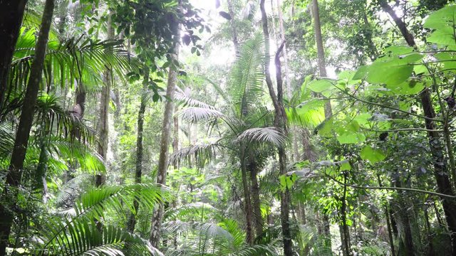 Panorama of Australian Rainforest