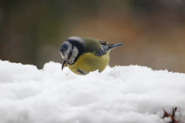 Obraz na płótnie Canvas bird in snow