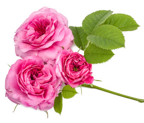 flowers of tea roses isolated on white, top view