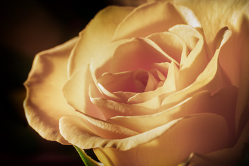 Photo of a yellow blooming rose, macro, close-up, black background