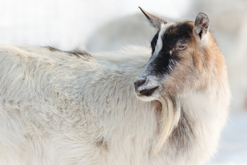 Beautiful fur goat in winter snow scene with long beard