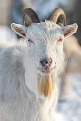Fototapeta premium Vertical portrait of white goat with big horns and beard in the winter scene background