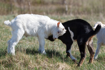 Fototapeta premium White and black goatling fight in the meadow
