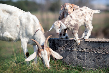 Two goat kids play on a concrete block, and their mom eats grass near