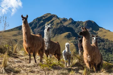 Aluminium Prints Lama A group of llamas in their corral