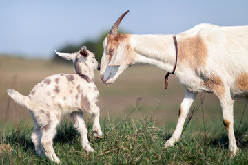 Fototapeta premium Mom's love and solicitude for her little goatling