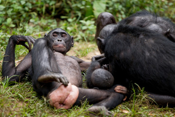 Scimmia primate Bonobo Pan Paniscus nella riserva in Repubblica Democratica del Congo
