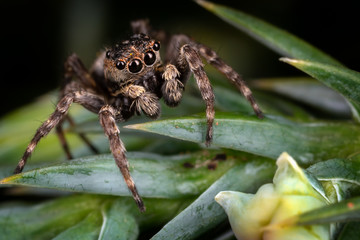 A brown jumping spider on the nice  frosted green plant leaves