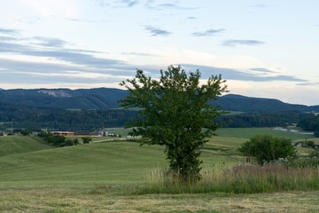 Trees in the park. Slovakia