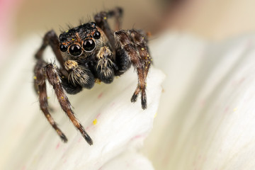 A brown jumping spider on the nice white petal
