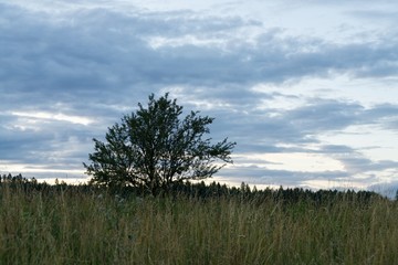 Trees in the park. Slovakia