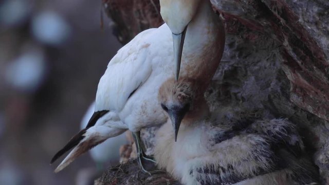 gannet and chick, Morus, on a cliff face at troups head, aberdeenshire, late july, scotland.
