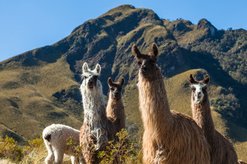 A group of llamas in their corral