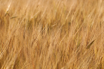 ears of rye in a summer sunny field