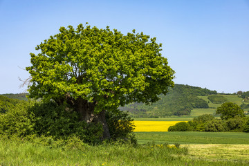 1000 jährige Eiche eineLandschaft in Oberfranken, Hüter des Feldes