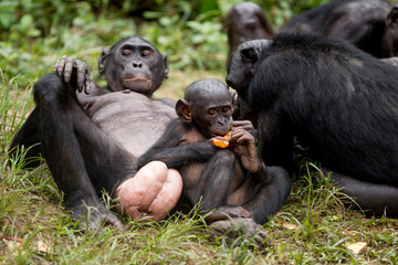 Scimmia primate Bonobo Pan Paniscus nella riserva in Repubblica Democratica del Congo - obrazy, fototapety, plakaty