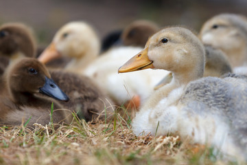 Many colored ducklings have gathered to a rest