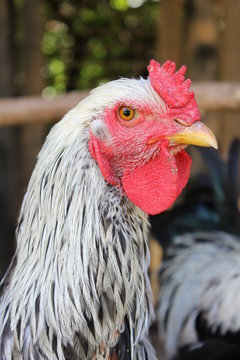 The White Cock