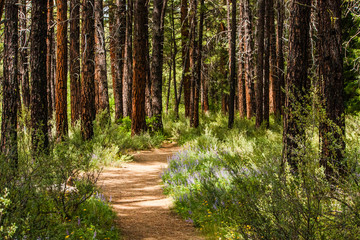 Obraz premium sunlit path