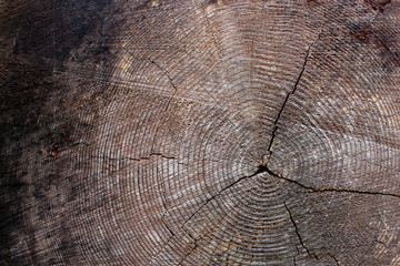 Fototapeta premium wood grain