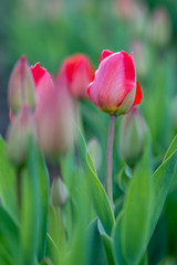 Red tulips in a green garten