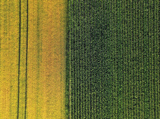 Aerial view of corn and barley field vertical