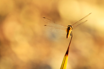 The dragonfly is atop the evening  beautiful light