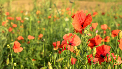 Red poppies blossoming in a meadow
